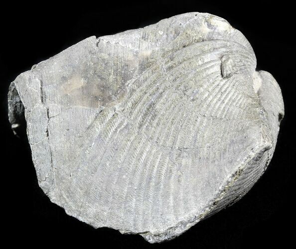 Pyrite Replaced Brachiopod (Paraspirifer) - Ohio #55449